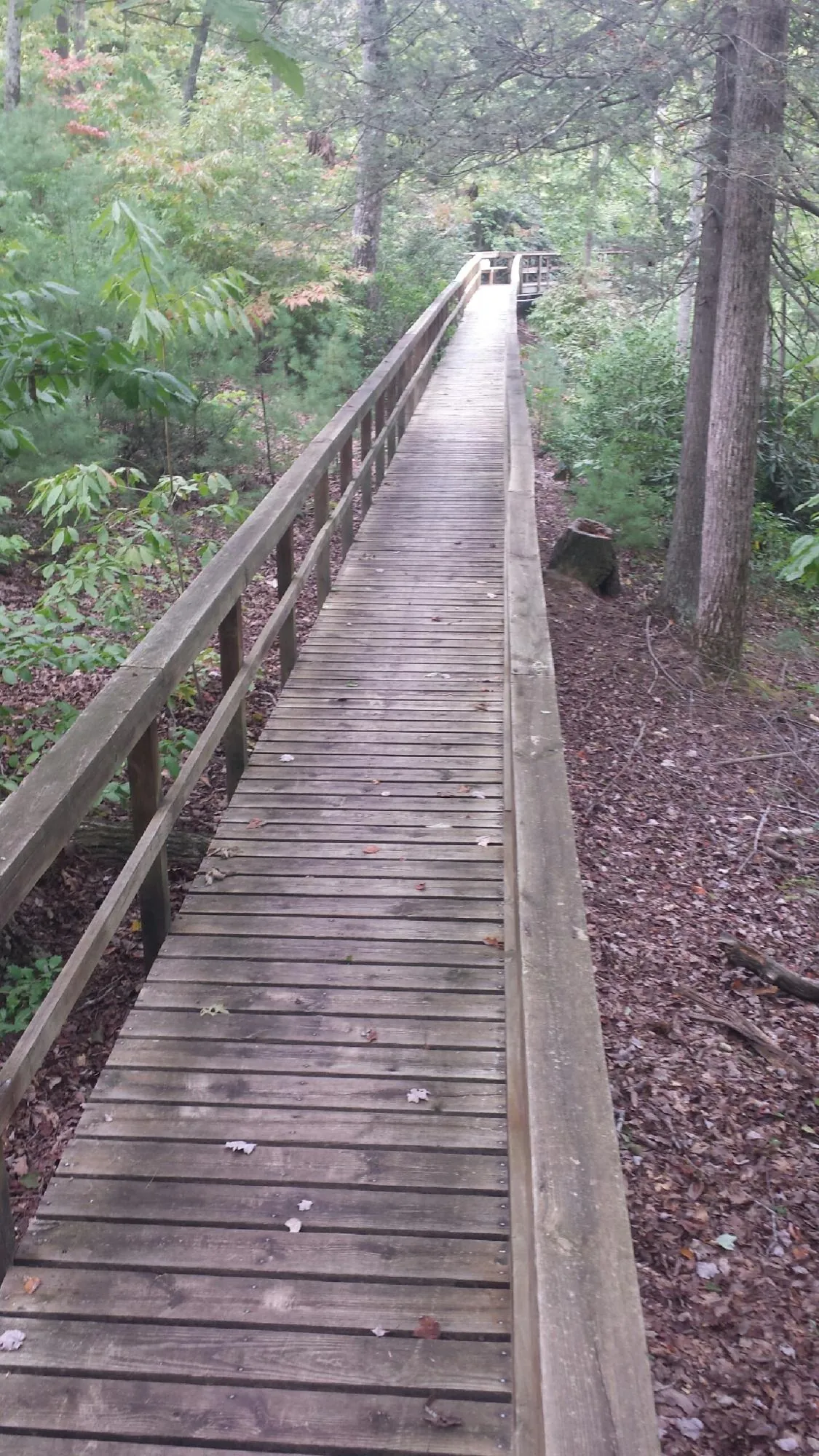 Long wood walkway with handrails built through the woods in Point Lookout